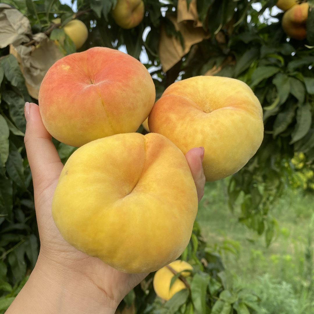 5-5斤 新鲜水果桃子黄蟠桃
