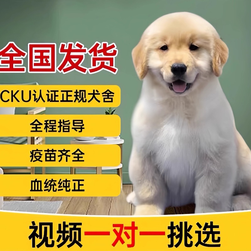 纯种金毛犬幼犬活体赛级双血统金毛批发价格导盲宠物狗金毛犬幼崽