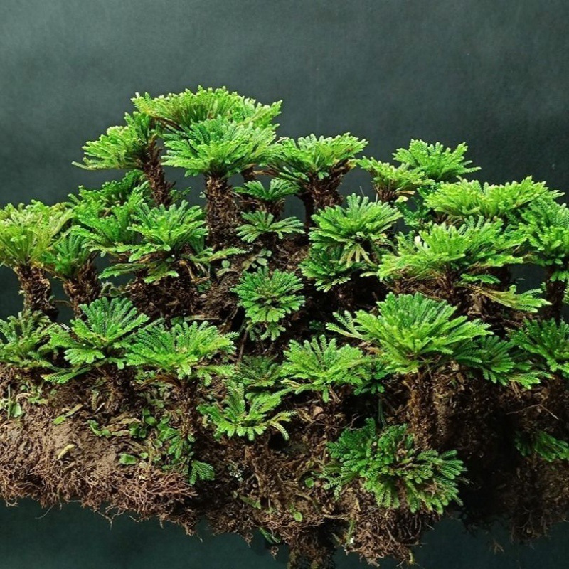卷柏野生还魂草绿色盆栽迷你盆景创意绿植花卉百日晒假山造景跨境