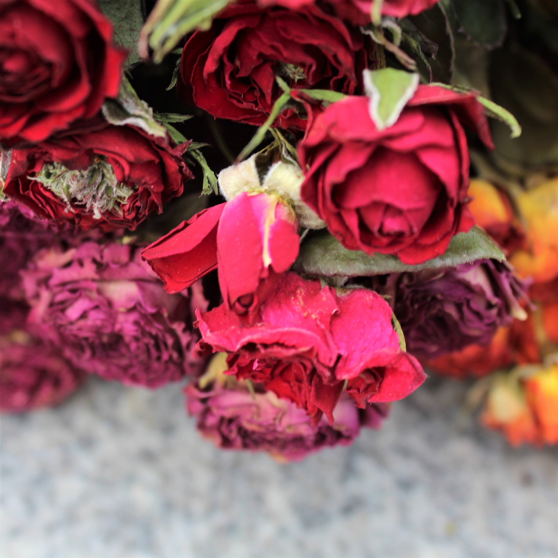 干花迷你泡泡玫瑰,正常一束约30个花头