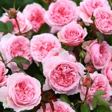 新品月季米兰达多季勤花庭院露台净化空气植物玫瑰木本花卉盆栽