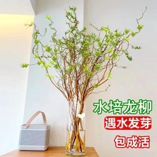 水培植物龙柳鲜枝插花干燥树枝客厅室内装饰盆栽水培雪柳好养吊钟