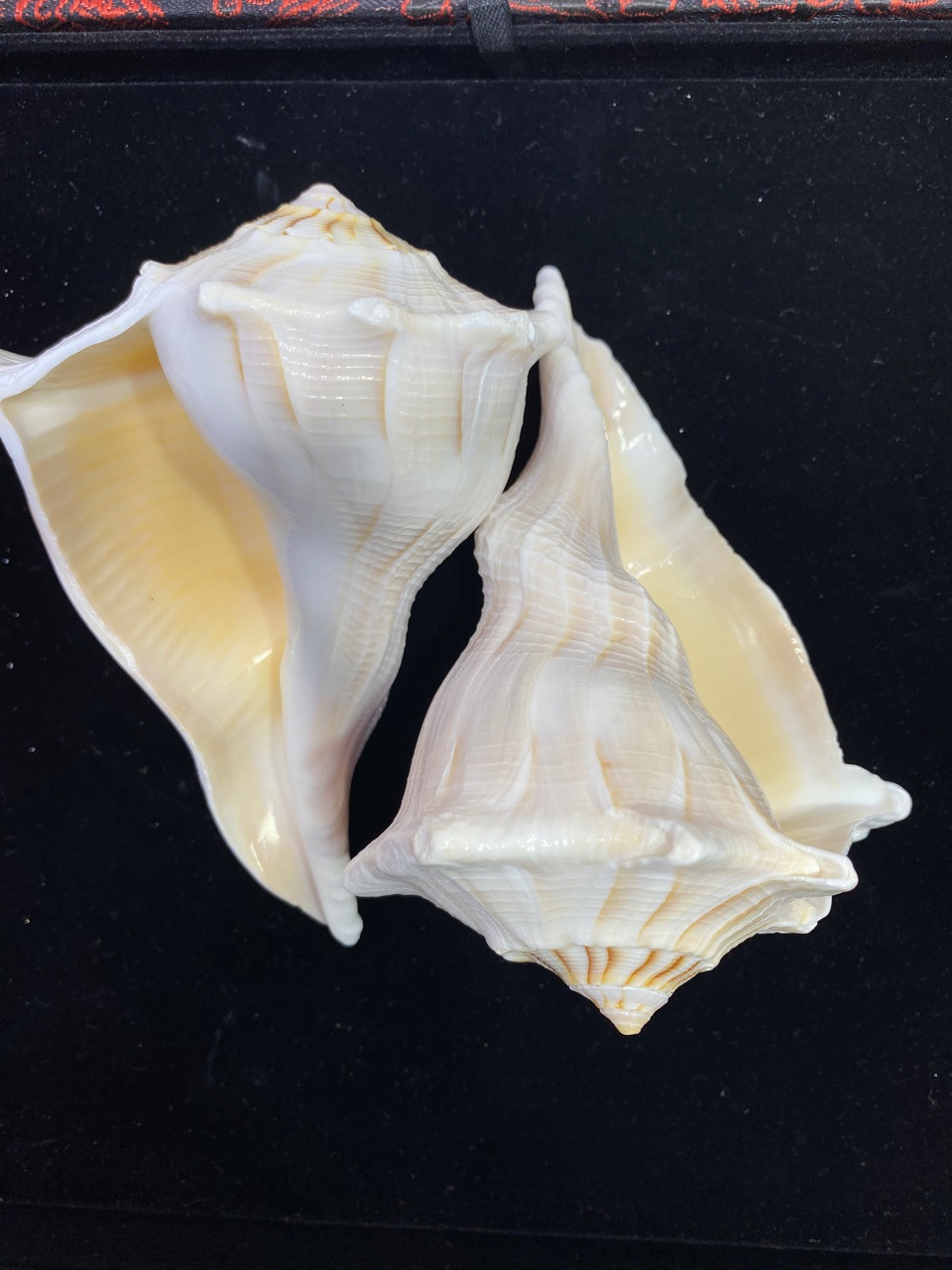 10-15厘米左旋螺 稀少品种 左旋法螺 供奉海螺 天然大海螺摆件