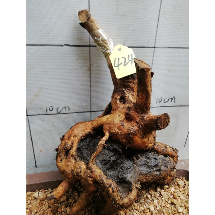 精品黄荆树桩舍利镂空疙瘩老桩庭院阳台盆景素材练手易活盆栽绿植