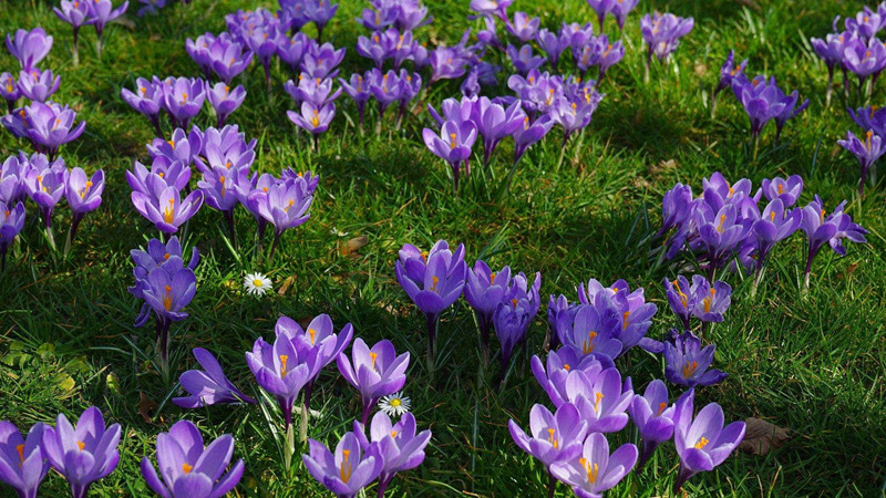 藏红花番臧红花种球当季新收盆栽花卉耐寒宿根花海药用泡茶食易活