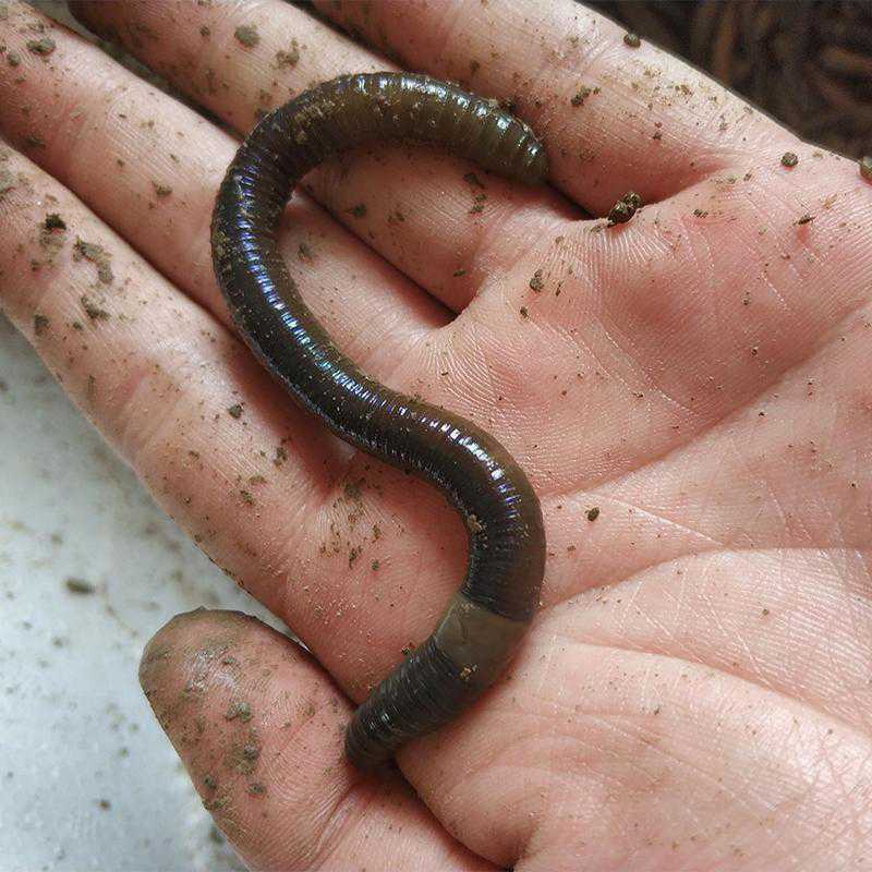 10条蚯蚓,半斤通货【【发顺丰】,通货1斤,小号1斤,中号1斤,大号1斤,特