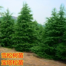 雪松树苗 小苗 宝塔松 圣诞树 庭院绿化苗木 四季常青 耐寒植物