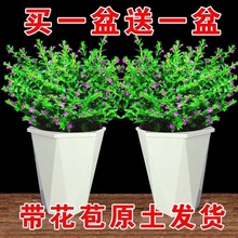 【带花苞发货】满天星盆栽花草植物花卉绿植室内阳台花卉盆景观花