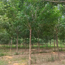 出售白蜡树 8公分10公分15公分白蜡树 白蜡树苗 速生白蜡树苗