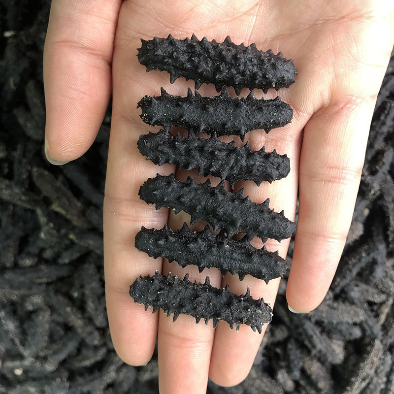 【海参工厂】纯淡干小海参深海干货非野生辽参源头特价一件代发