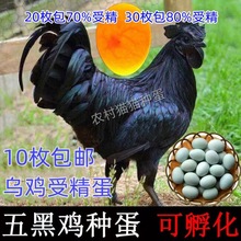 五黑一绿种蛋可孵化受精蛋受精率苏禽新鲜绿壳蛋乌鸡受精青皮种蛋
