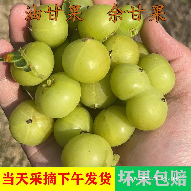 甘果当季余甘果包邮新鲜青油滇橄榄水果余甘子牛甘果酸采摘油柑