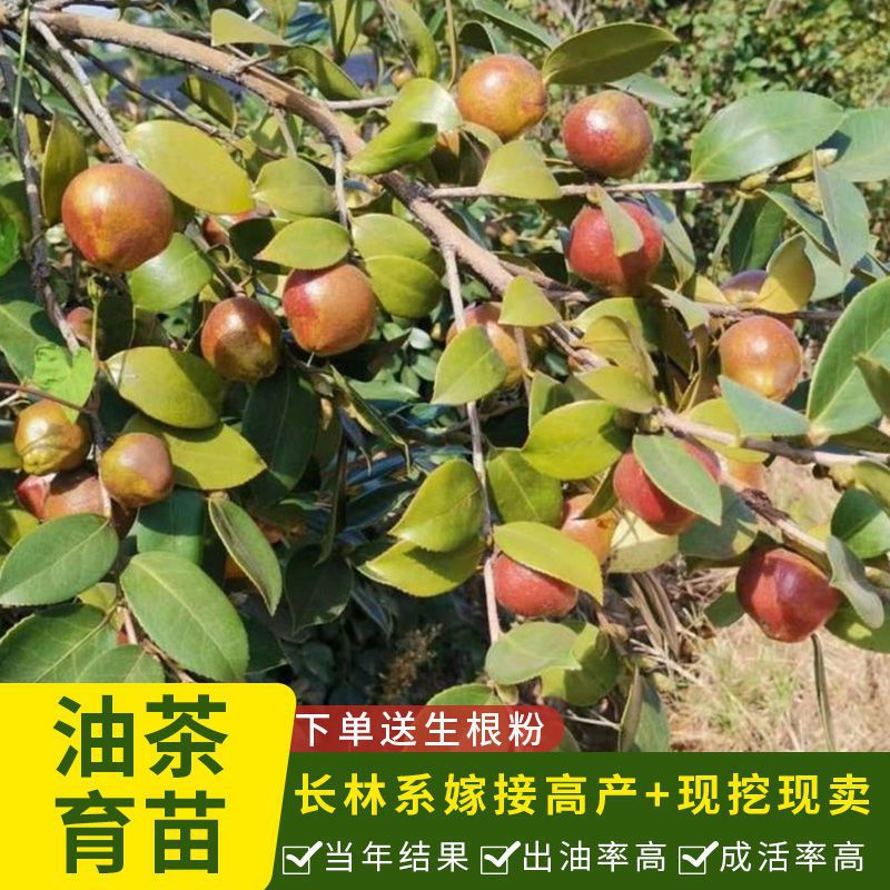 江西油茶苗高产嫁接油茶树苗茶子苗山茶油苗结果早产量高白花大果