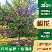 樱花树四川园林树苗绿化树苗木乔木绿化树行道树苗圃批发日本樱花