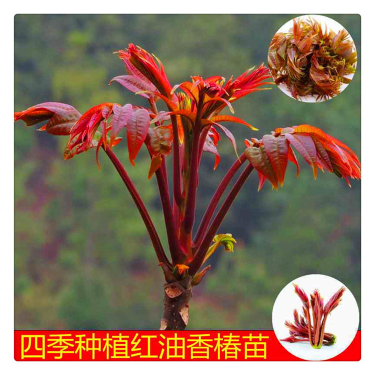 一公分香椿苗批发 适合露天大棚种植 保湿邮寄 香椿树苗价格-阿里巴巴