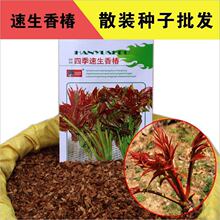 红油香椿种子香椿籽芽苗菜种子四季盆栽种菜红椿树蔬菜籽
