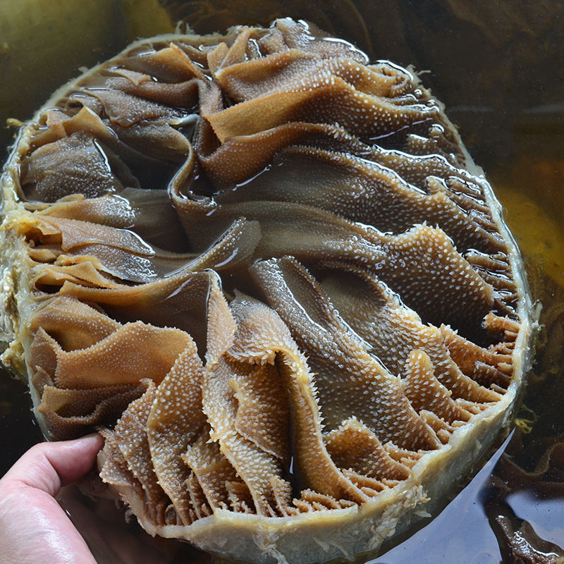 毛肚批发黑毛肚牛肚整个带底板牛百叶火锅食材千层肚麻辣烫配菜