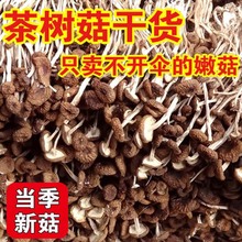 正宗当季新货古田茶树菇干货无污染无硫熏食用菌多规格起购包邮价