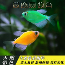 天使鱼柠檬青紫衣绿老虎七彩群游小型淡水好养热带观赏活体亚马逊