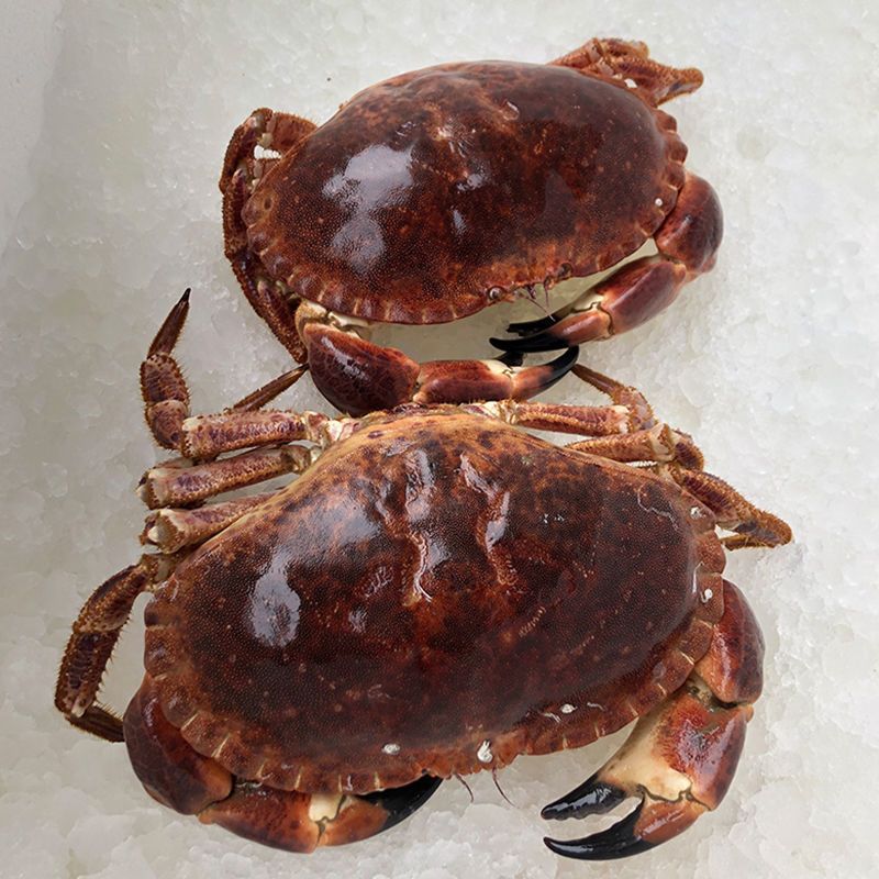 速冻面包蟹活冻黄金蟹生冻英国爱尔兰特大珍宝蟹螃蟹海鲜一件代发