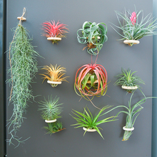 空气凤梨植物室内实木圈磁铁石吸铁套装含植物冰箱贴装饰绿植花草