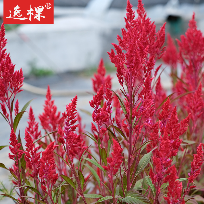 鸡冠花种子凤尾球种子花种子四季种盆栽绿化庭院花卉种子羽状鸡冠