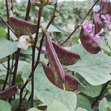 苏北农家露天时令新鲜蔬菜南汇紫扁豆红扁豆扁豆角荚芸豆5斤眉豆