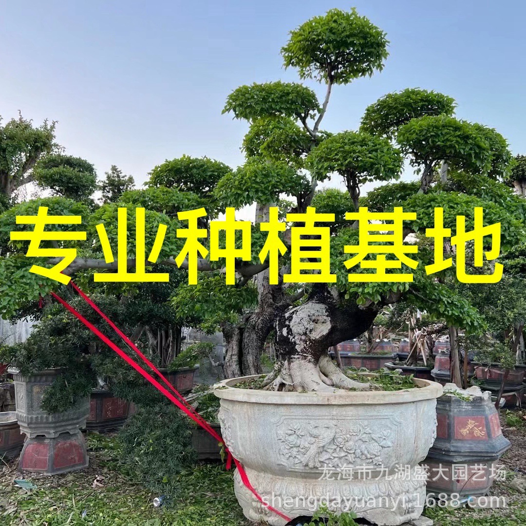 造型朴树树桩批发 丛生朴树价格 多杆朴树报价 庭院别墅公园造景