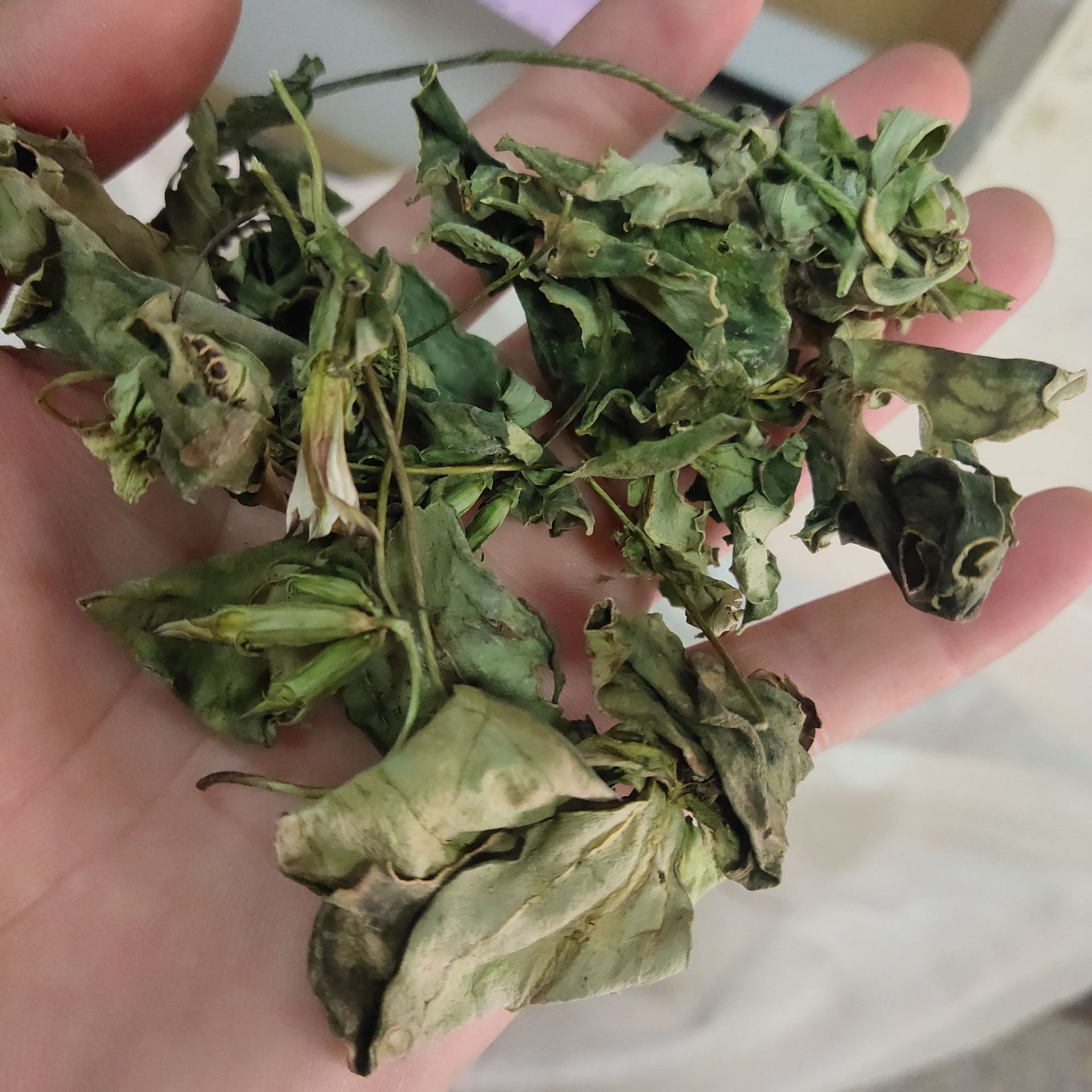 肺心草肺形草中药银线莲500克 非鱼腥草云南丽江7月产