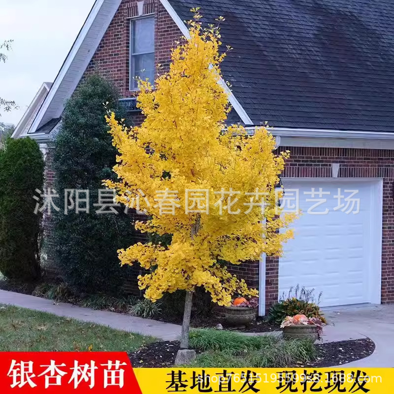 金叶银杏树苗白果活苗庭院绿化苗木行道树银杏小苗大树南北方种植