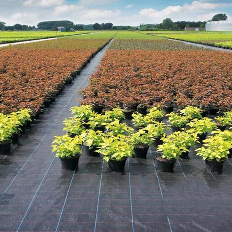 定制黑色除草布塑料渗水透气园艺地布pp加厚大棚盖草编织防草布