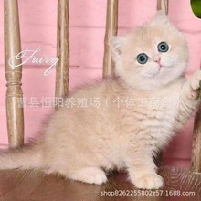 猫活体紫金渐层猫幼猫活体银豹猫幼猫豹猫活体俄罗斯缅因猫咪活体