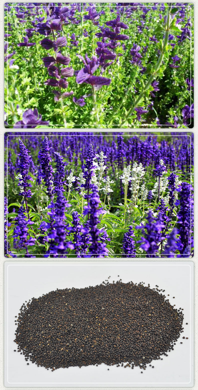 蓝花鼠尾草种子一串蓝紫花易活播种多年生宿根耐寒花卉景观花种子