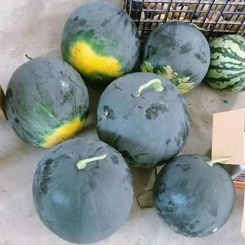 黑皮无籽西瓜种子薄皮大脆甜西瓜种子南方新品种无子黑皮西瓜种