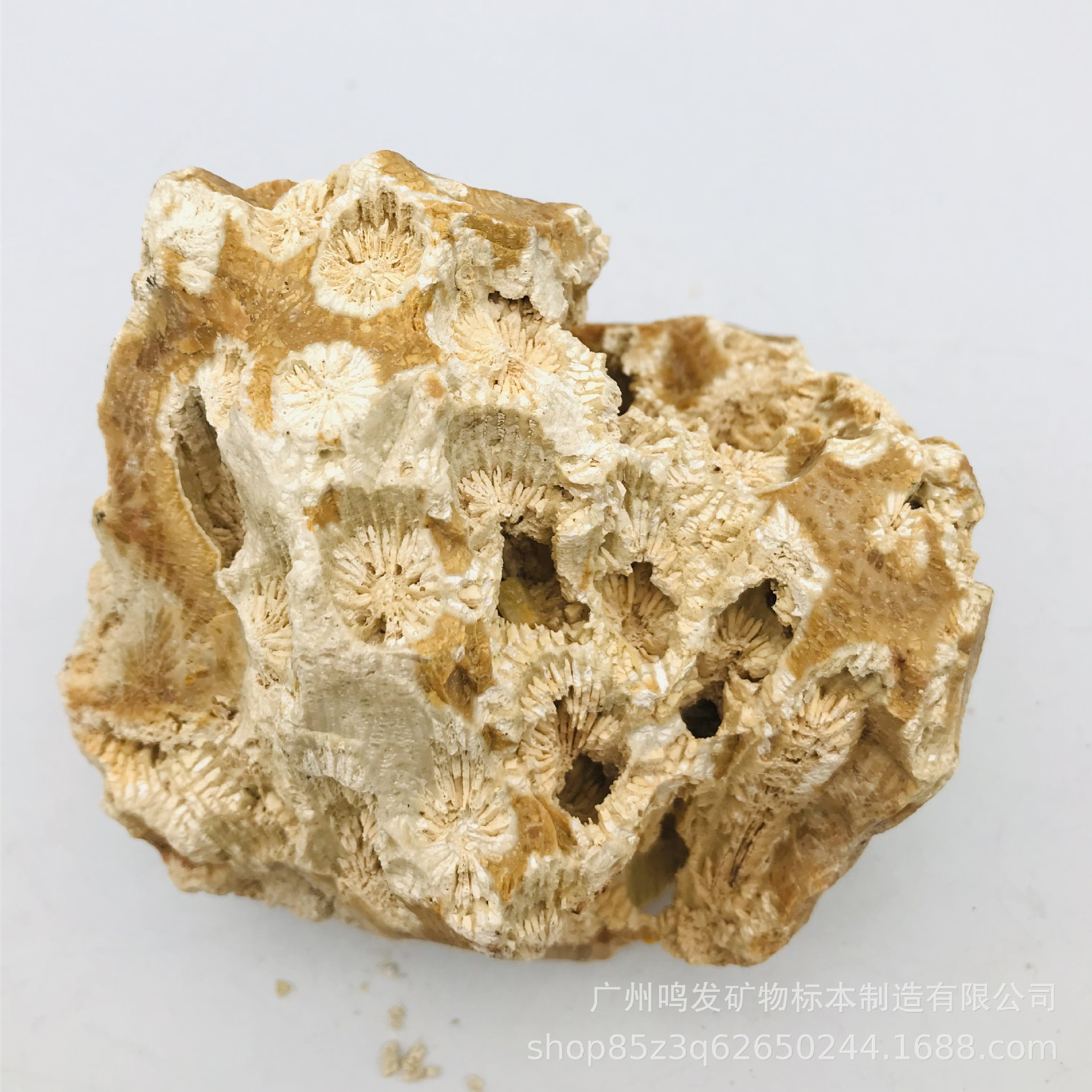 天然珊瑚玉原石原料 菊花玉 有机宝石 发财玉 收藏观赏摆件