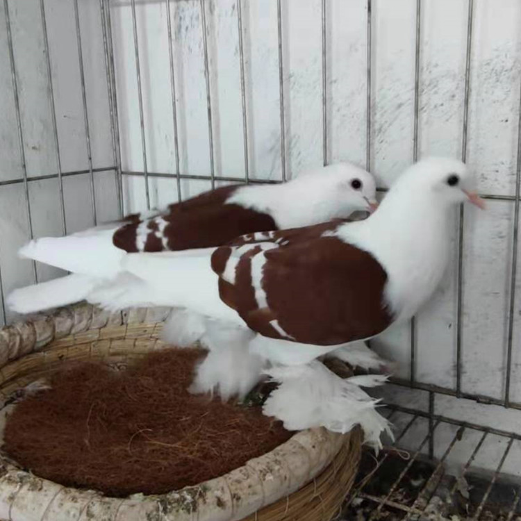 红彩背鸽子价格 新疆喀什彩背鸽多少钱一只 和田光头彩背鸽