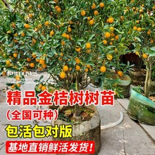 金桔树盆栽树苗客厅可食用果树室内植物四季带果脆皮橘子大型果苗