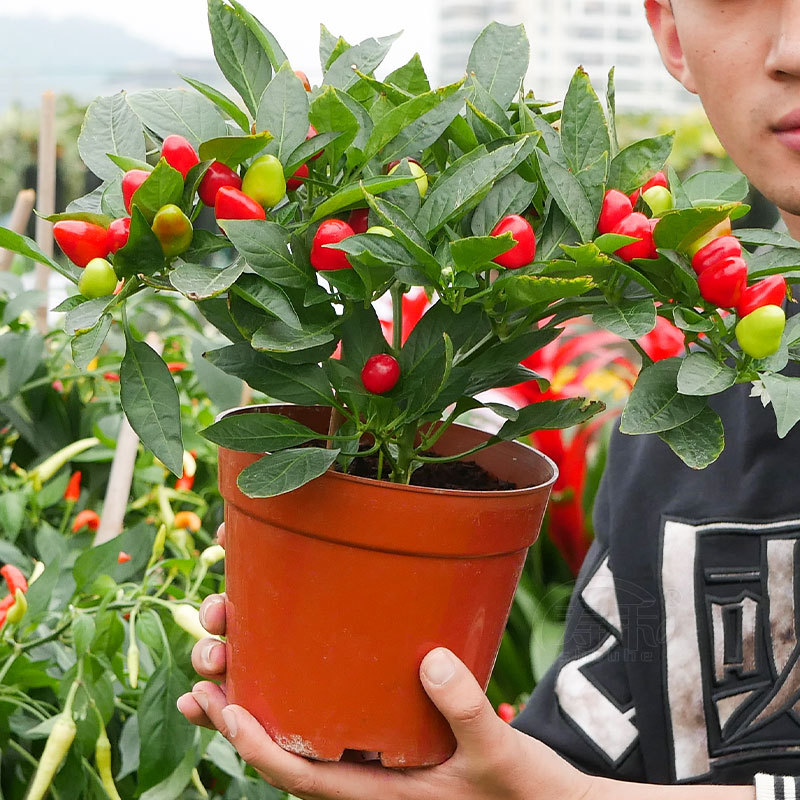 七彩泡椒种子种籽辣椒苗秧彩椒盆栽秧苗蔬菜五彩椒树苗南方菜苗