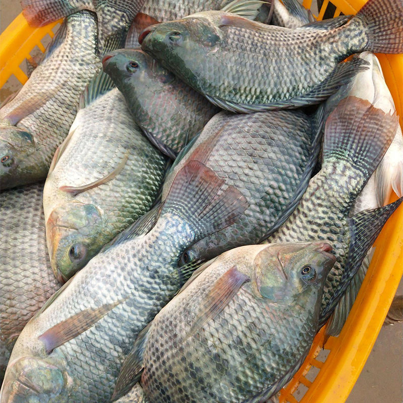 福建野生罗非鱼新鲜淡水鱼非洲鲫鱼福寿鱼烧烤活鱼现杀酸菜鱼片