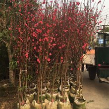 基地出售桃花树苗 行道庭院点缀苗木 景观观赏花卉