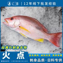 海钓火点鱼营养辅食海鱼活斑海鲜水产食用鲷刺身食材【5斤混批】