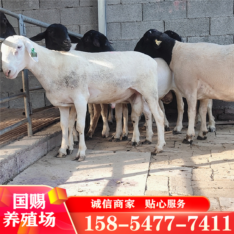 销售杜波绵羊 公羊价格 波尔山羊怀胎活体 小尾寒羊出肉率高-阿里巴巴