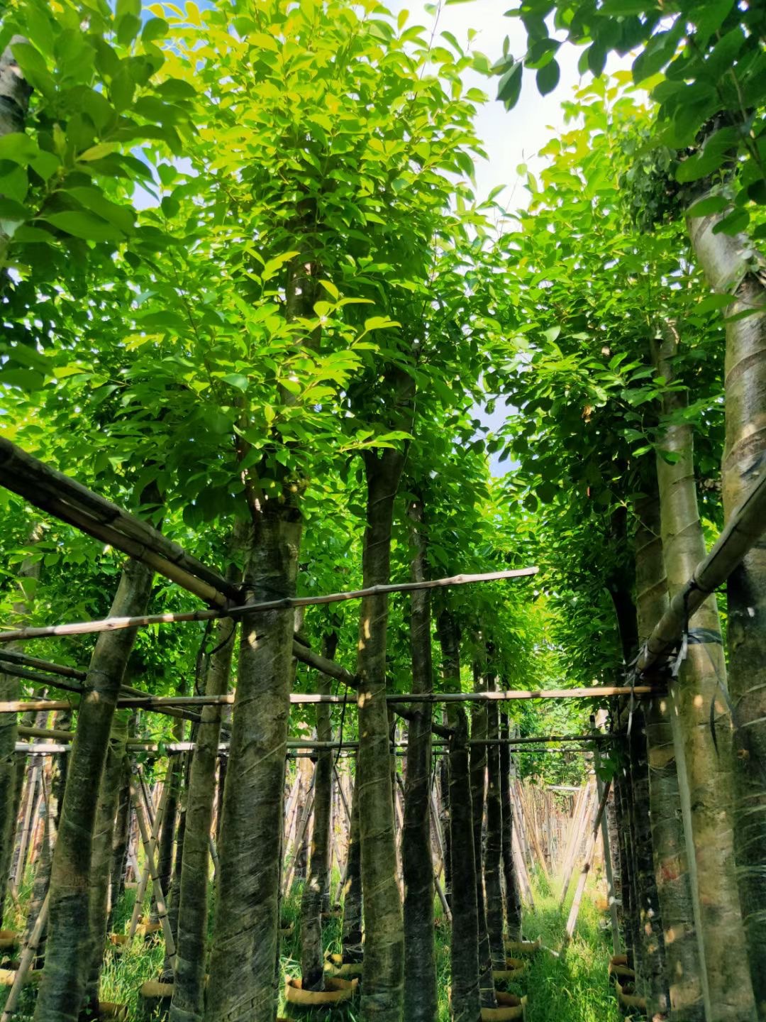 海南蒲桃 乌木树 广东基地园林绿化大量供应5-8-10-12-15公分