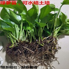 绿萝水培大量批发苗盆栽花卉室内除绿箩盆栽四季常青植物跨境电商