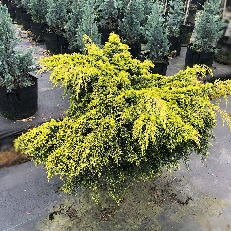 塞布鲁克黄金刺柏 成都园林绿化苗木 花境植物 彩叶灌木 盆栽绿植