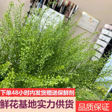 绿铃草鲜花云南基地直批母亲节婚庆花店摆摊用花社区团购货源