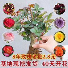 一件代发玫瑰花苗四季开花盆栽花卉植物月季花老桩玫瑰花树苗蔷薇