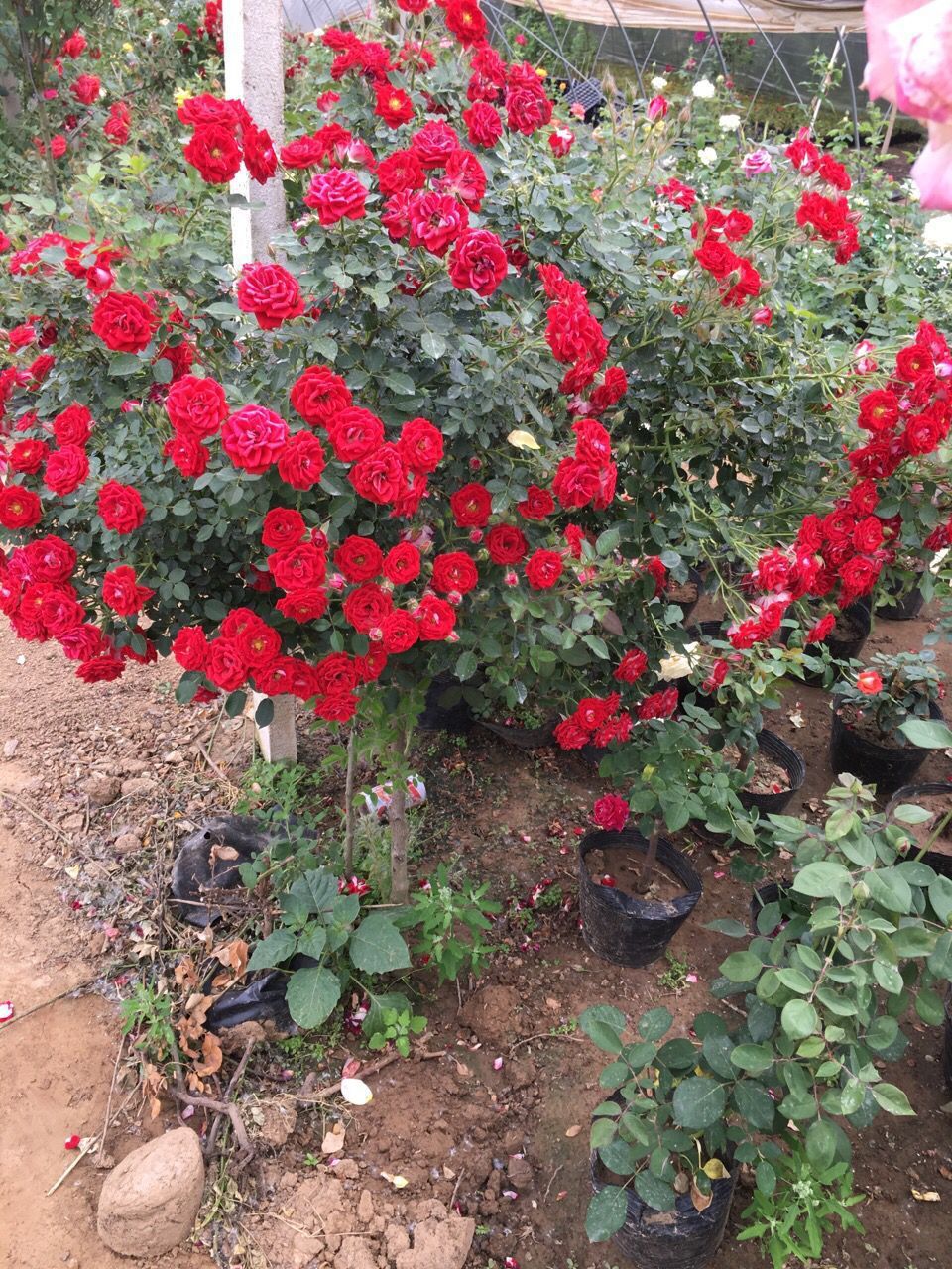 藤本月季小女孩多花爬藤月季花苗蔷薇大花苗玫瑰庭院植物批发