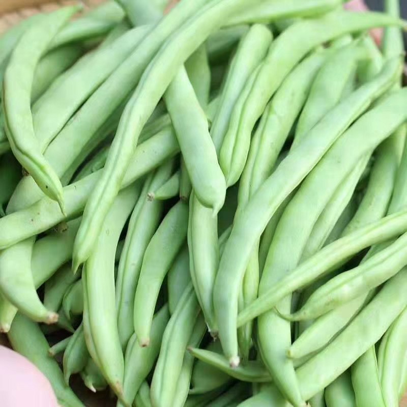 云南四季豆新鲜5斤芸豆长豆角农家时令蔬菜甜青豆角扁毛豆荷兰豆
