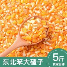 玉米渣新货东北特产粘大碴子玉米碴子粘大碴粥颗粒便宜食用新鲜